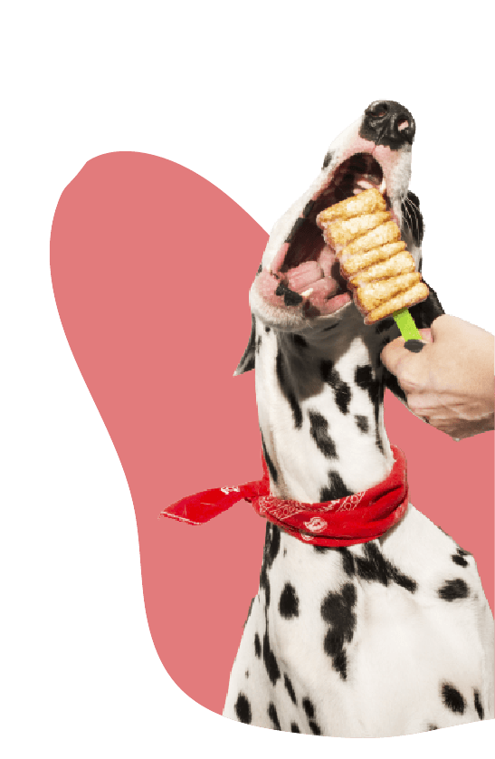 Dalmata comiendo paleta